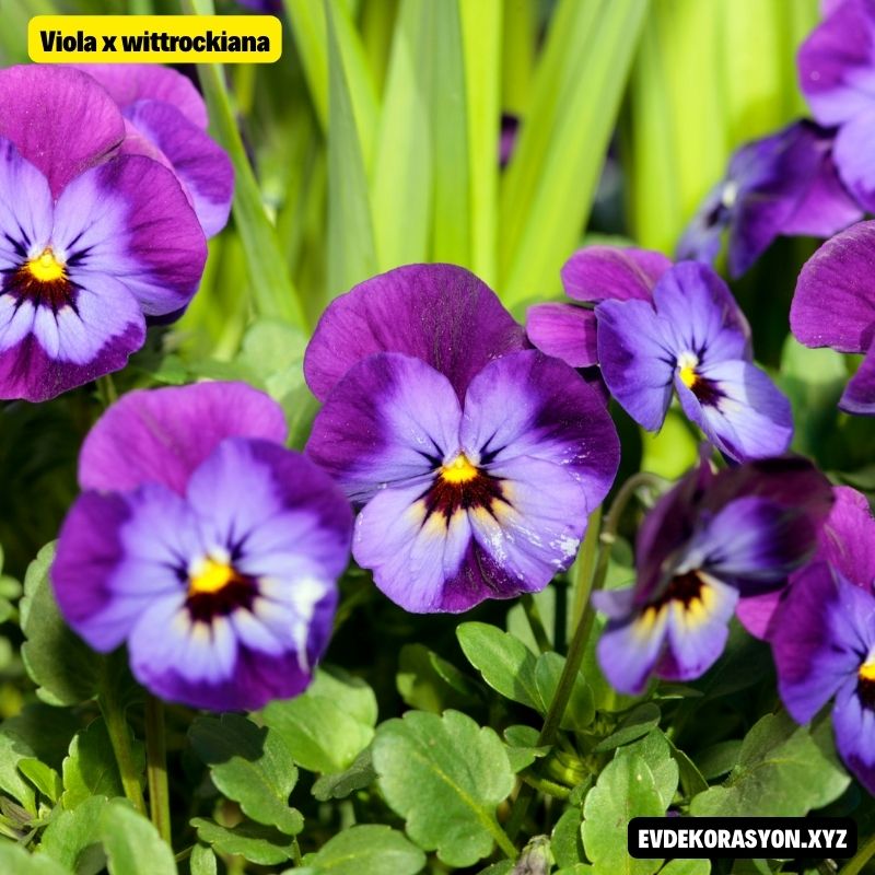 Pansiyon çiçeği (Viola x wittrockiana)