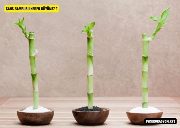 Şans bambusu neden büyümez ?