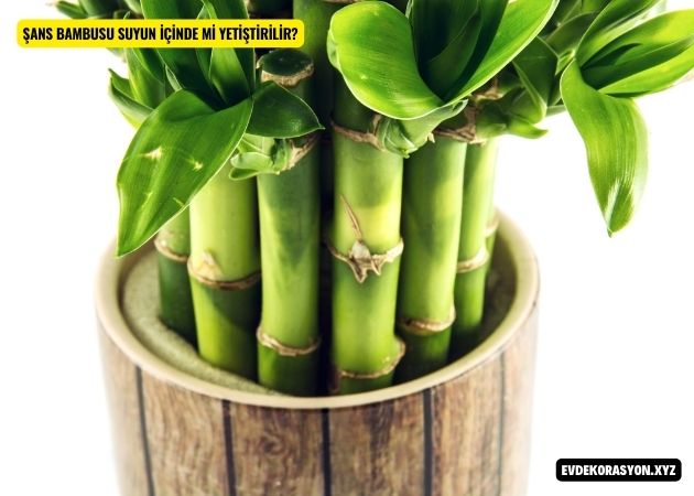 Şans bambusu suyun içinde mi yetiştirilir?